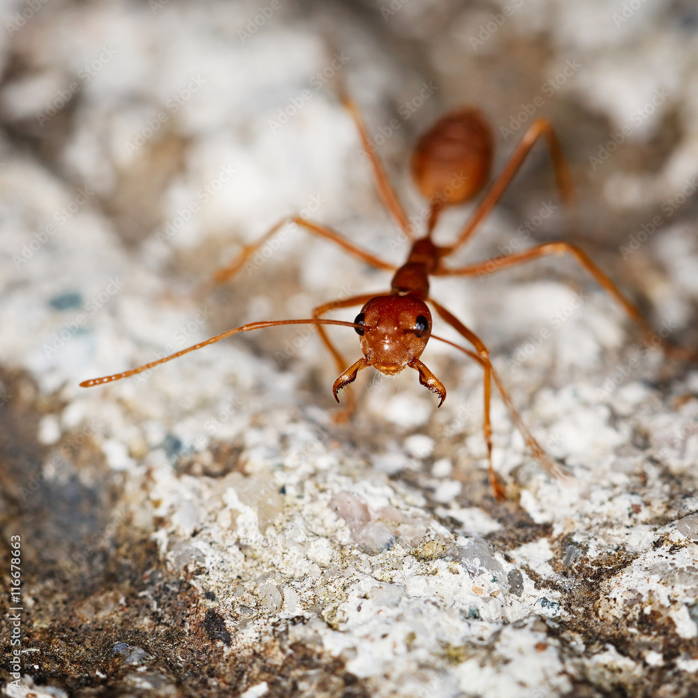 One weaver ant on stone background One weaver ant on stone background