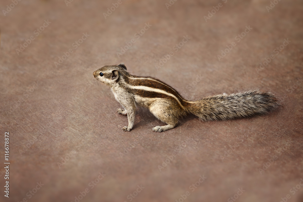 Indian palm squirrel on brown background