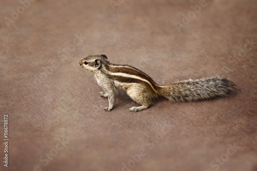 Fototapeta Naklejka Na Ścianę i Meble -  Indian palm squirrel on brown background