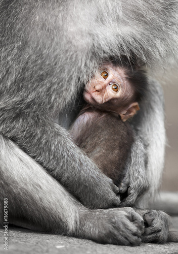 Cub cynomolgus macaques with his mother © pzAxe