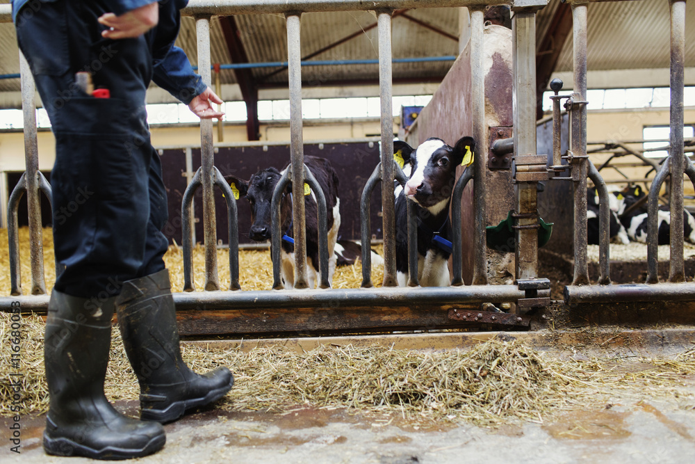 Dairy farm boots cheap