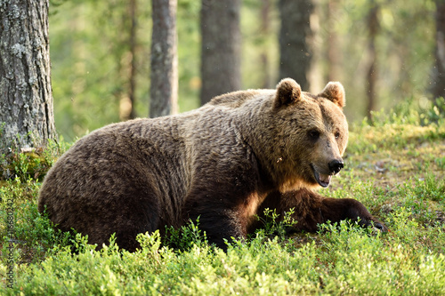 male brown bear in forest © Erik Mandre