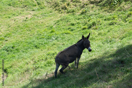Donkey at the countrysiade