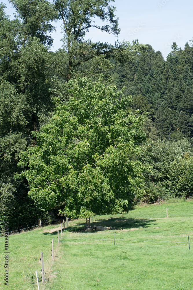 Lovely view over the beautiful greenery at the countryside in Sw Lovely view over the beautiful greenery at the countryside in Sw