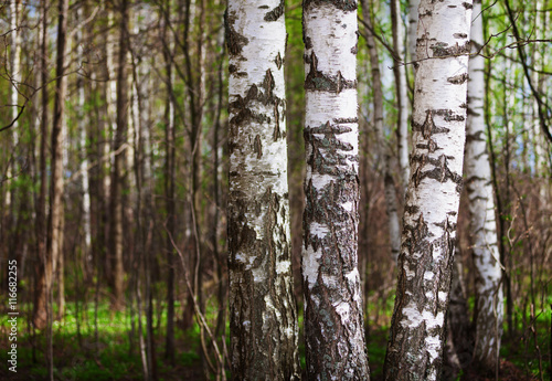 Trunks of birch trees in the northern forest
