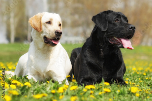 two happy family dogs are Labrador retrievers laying in the summ