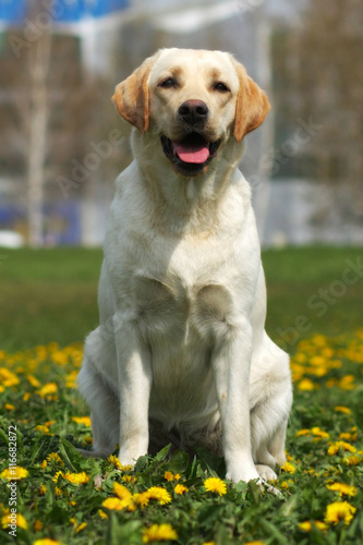 happy family dog the Labrador Retriever sits in the summer on th