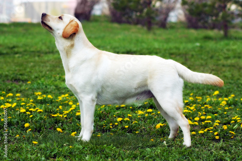 good family dog, the Labrador Retriever stands in summer on the