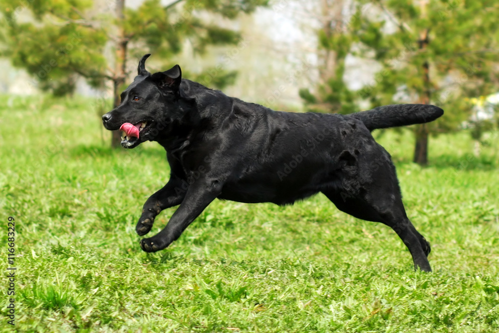 black dog Labrador Retriever runs fast