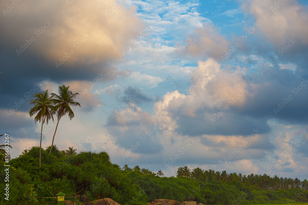 Landscape with tropical trees and coconut palms