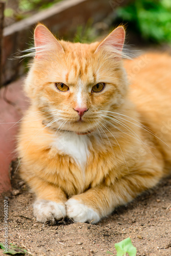 Fototapeta Naklejka Na Ścianę i Meble -  red fluffy cat closeup