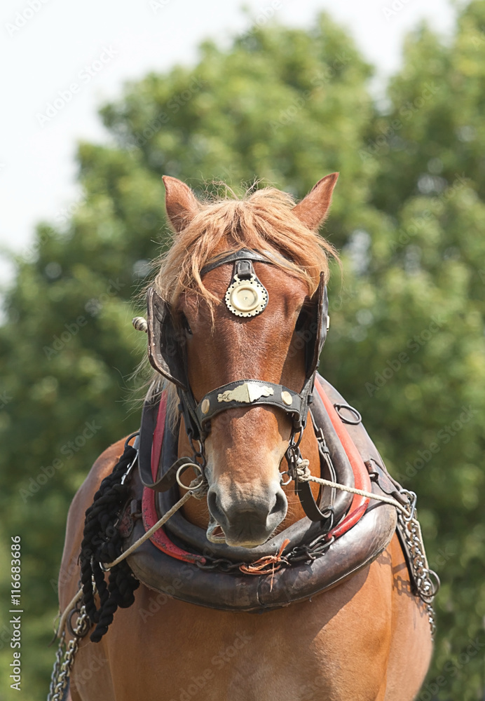 Fototapeta premium photograph of a Heavy horse in working harness
