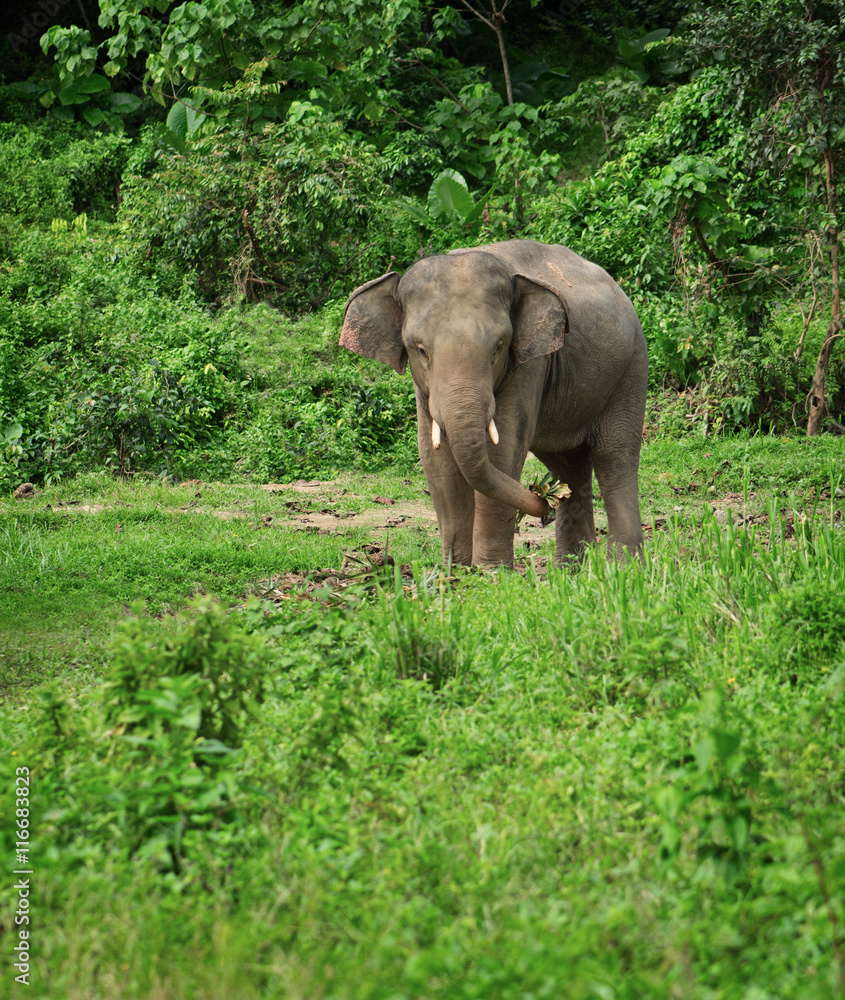 Obraz premium Elephant eats in nature
