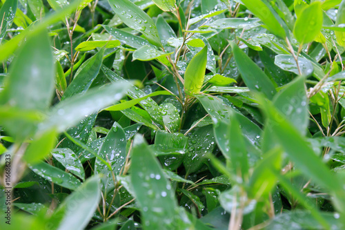 Leaf wet with rain