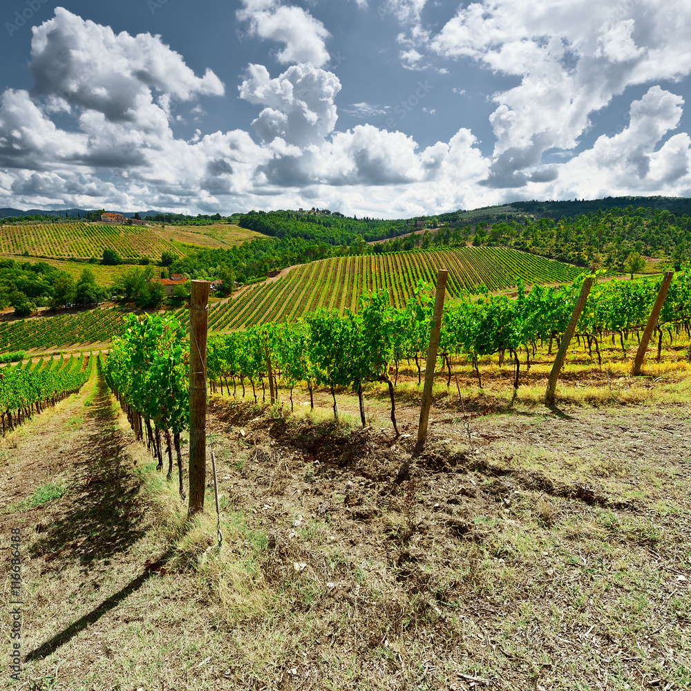 Vineyard Vineyard