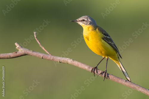 Birds - Yellow Wagtail (Motacilla flava) photo