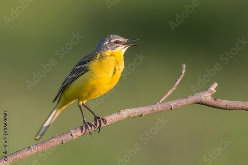 Birds - Yellow Wagtail (Motacilla flava) #116686667