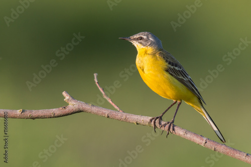 Birds - Yellow Wagtail (Motacilla flava) photo