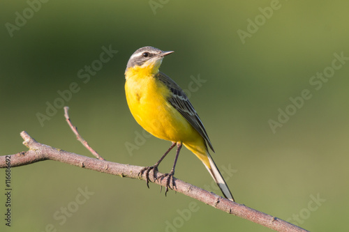 Birds - Yellow Wagtail (Motacilla flava) #116686692