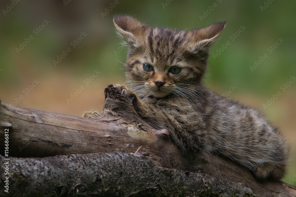 Wildcat kitten on a log