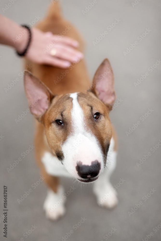 Close Up Pet red Bullterrier Dog Portrait Indoor On nature Background Close Up Pet red Bullterrier Dog Portrait Indoor On nature Background