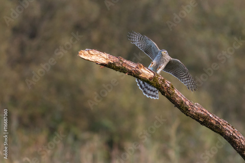 Bird - Sparrowhawk - (Accipiter nisus) #116687060