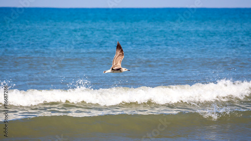 seagull flying over the sea, Georgia