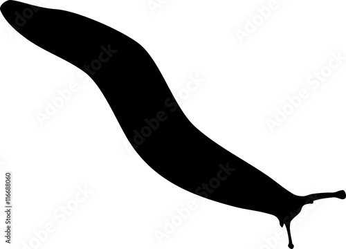 Silhouette of slug