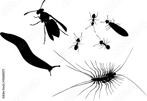 Set of silhouettes of insects, slug and centipede