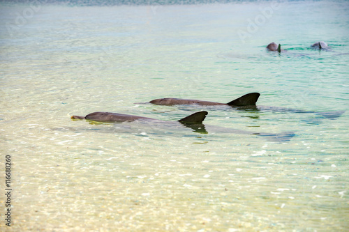 Photography monkey mia dolphins near the shore