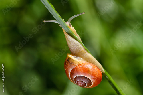 Cepaea hortensis. Caracol de Labio Blanco. photo