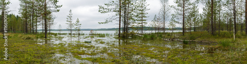 Fototapeta Naklejka Na Ścianę i Meble -  Panorama of swamps and pine underbrush.
