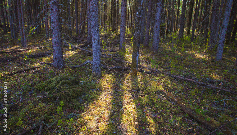 Forest dawn Forest dawn