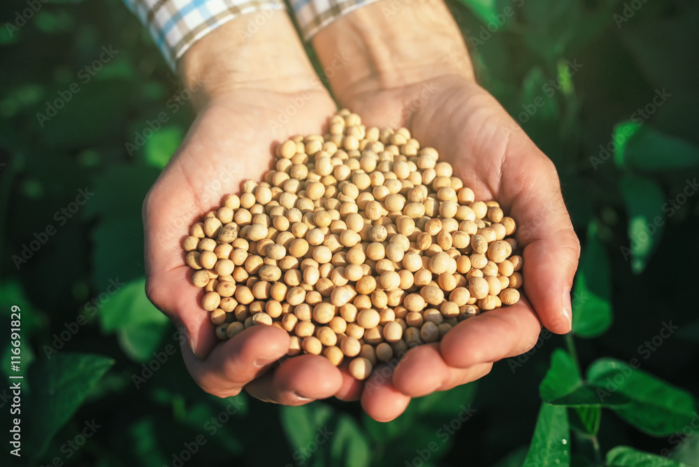 Farmer with handful od soybean in cultivated field Farmer with handful od soybean in cultivated field