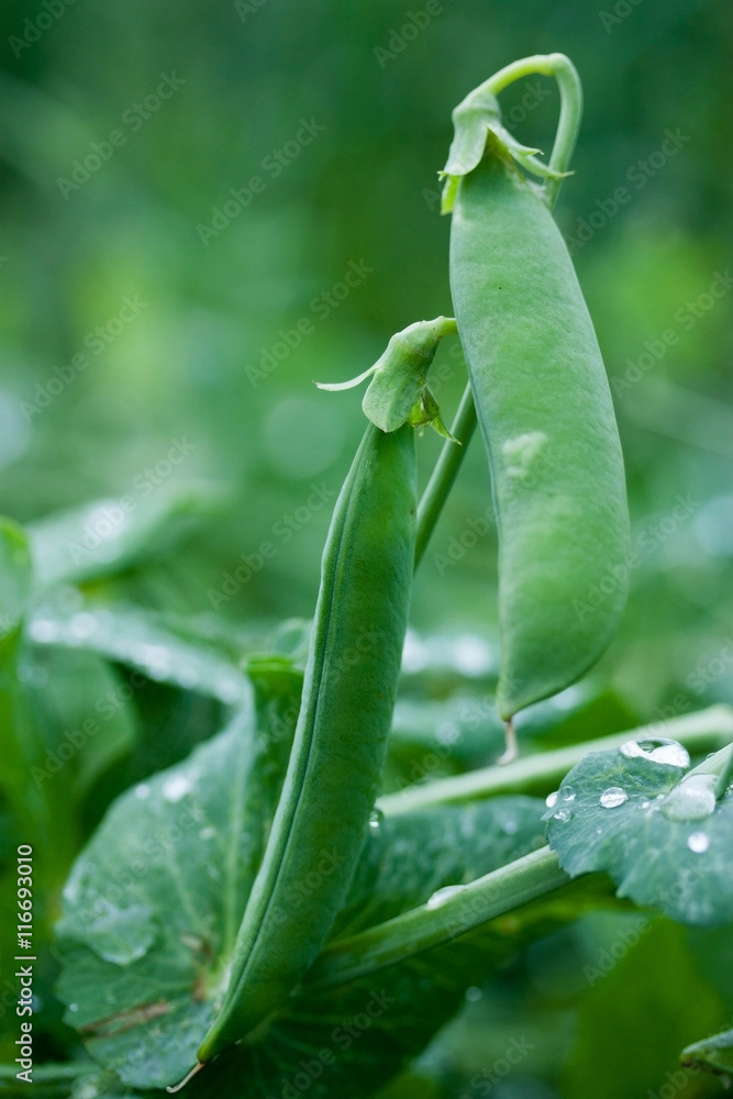 Morning dew, green pea, fresh, leaves, pods, beans Morning dew, green pea, fresh, leaves, pods, beans