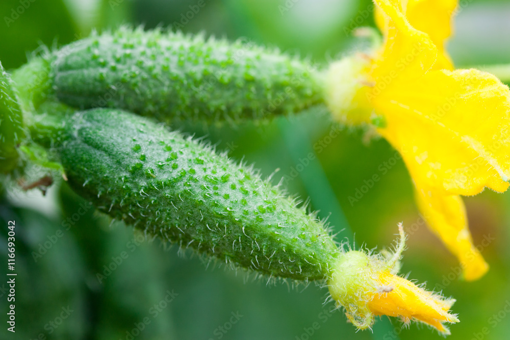 two young cucumber on the bush, flower, fresh, green two young cucumber on the bush, flower, fresh, green