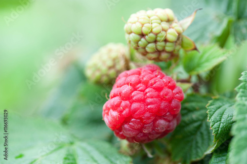 raspberry ripe and young, red, green, background