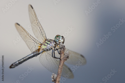 Patient dragonfly © Guy Sagi