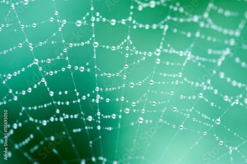 the rhythm of raindrops on the web, green background,