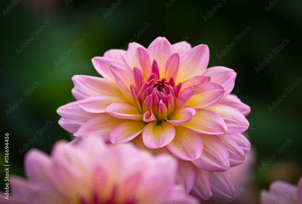Closeup of a pink colored dahlia flower Closeup of a pink colored dahlia flower