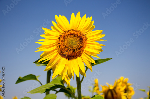 Fototapeta Naklejka Na Ścianę i Meble -  Field of sunflowers on a background blue summer sky