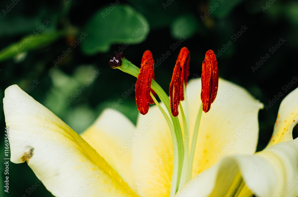 Naklejka premium lilia w ogrodzie 