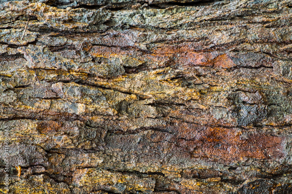 Textured bark wood wet Textured bark wood wet