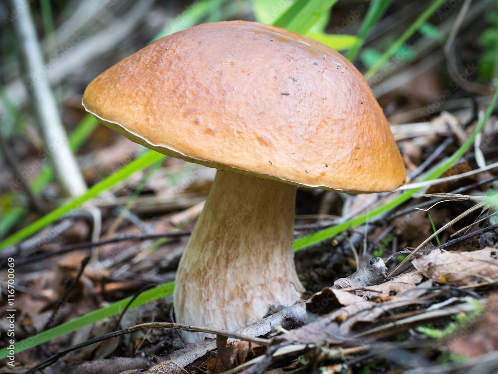 Large edible mushroom in the forest on the edge. Boletus edulis. Large edible mushroom in the forest on the edge. Boletus edulis.