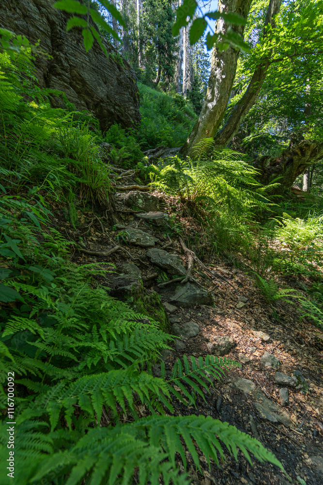 Obraz premium Wanderpfad in Wald