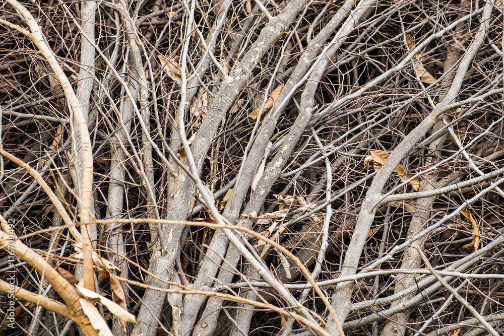 Tree branch limb dry pile sear Tree branch limb dry pile sear
