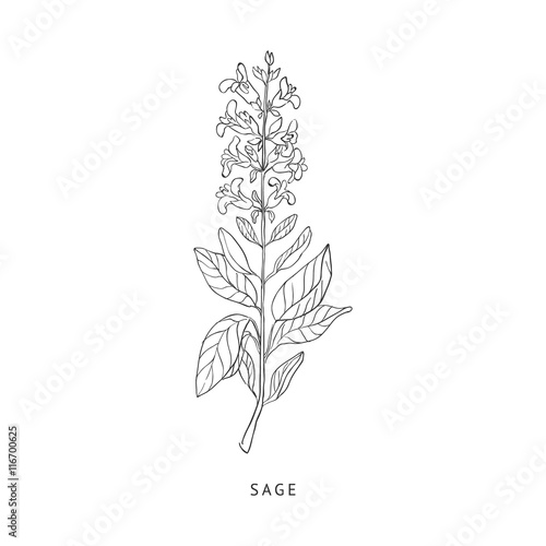 Sage Hand Drawn Realistic Sketch