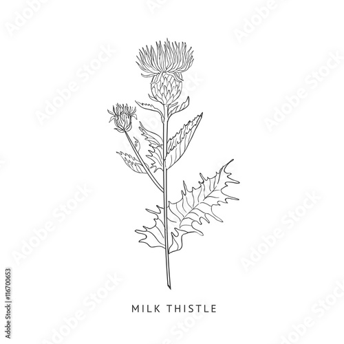 Milk Thistle Hand Drawn Realistic Sketch