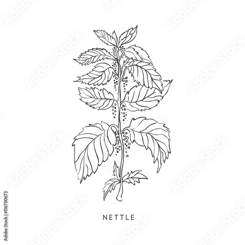 Nettle Hand Drawn Realistic Sketch