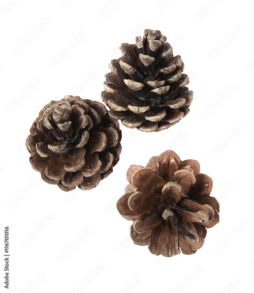 Pine cones isolated on a white background Pine cones isolated on a white background